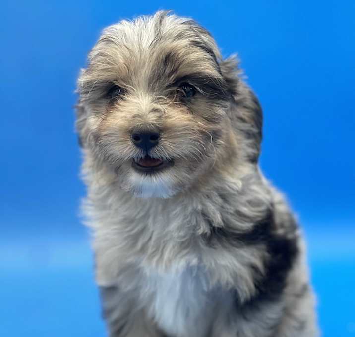 Photo of Alice