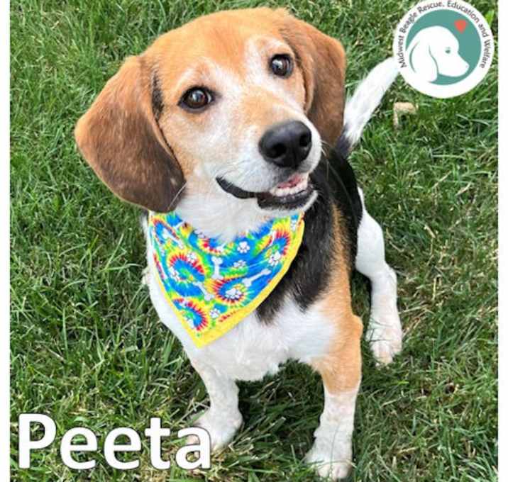 Photo of Peeta