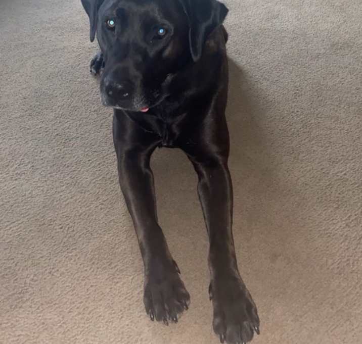 Photo of Mojo