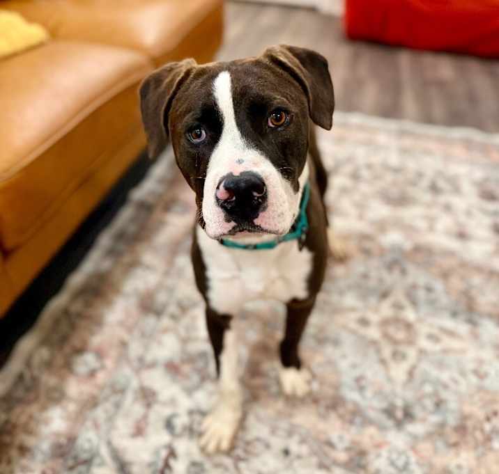 Photo of Bowie Blu is the pup for you