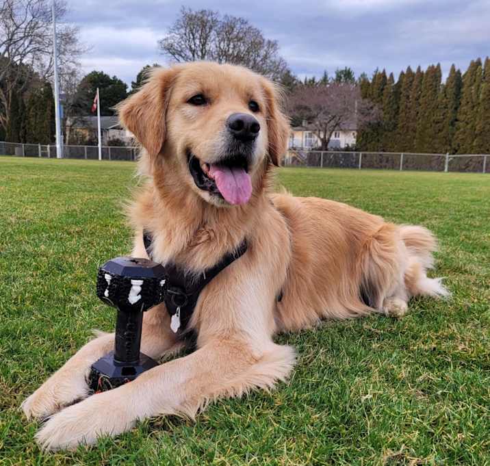 Photo of Chewy