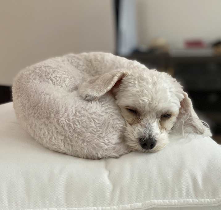 Photo of Archie
