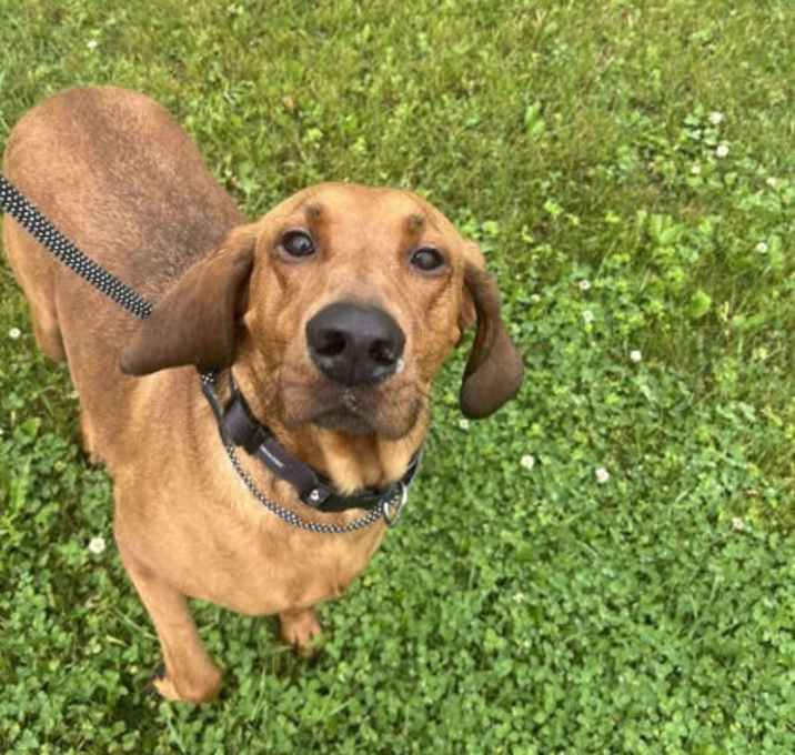 Photo of Ol' Red (Benny)