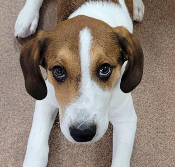 Photo of Spud