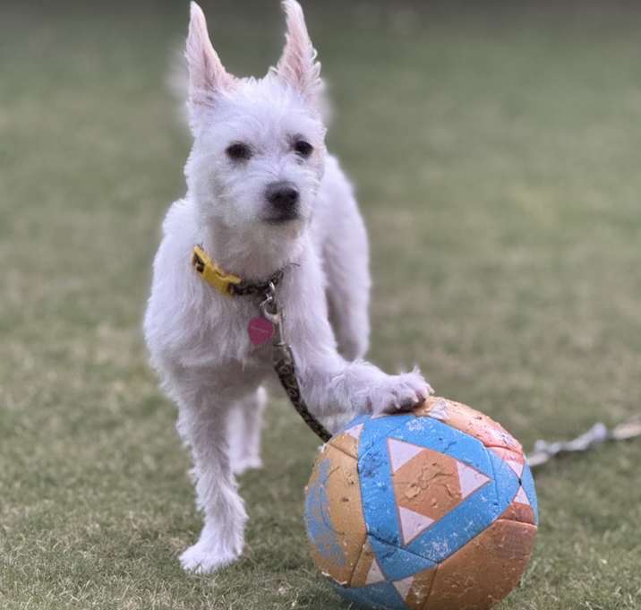 Photo of Snowball
