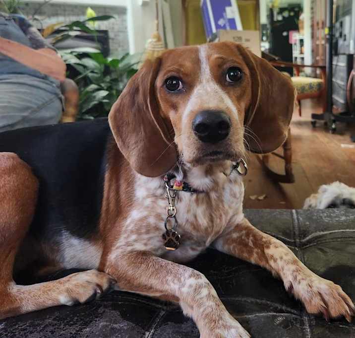Photo of The Cinnamon Girl