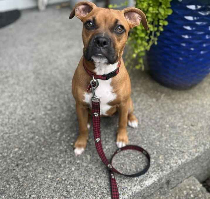 Photo of Honey