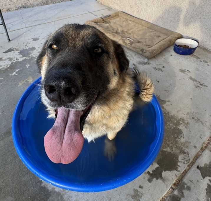 Photo of Dexter
