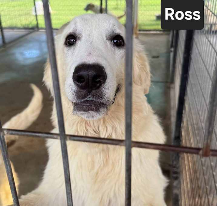 Photo of Ross