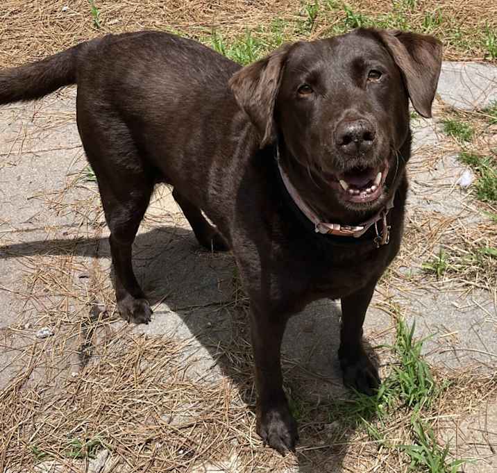 Photo of Lady