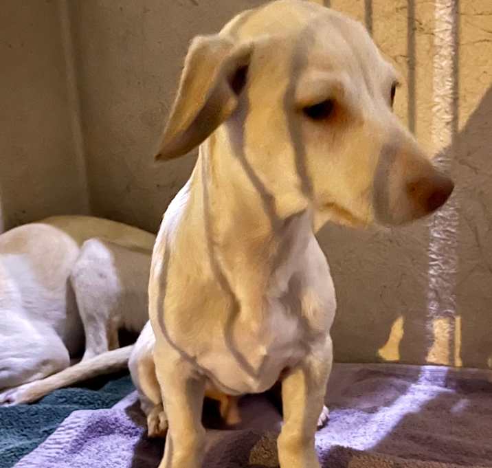 Photo of Blond male Doxi puppy 1