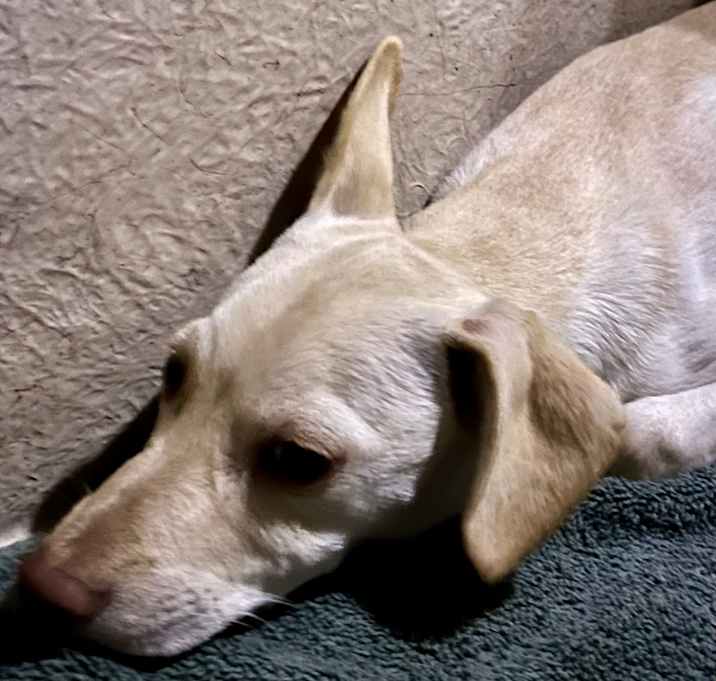 Photo of Blond male Doxi puppy 2