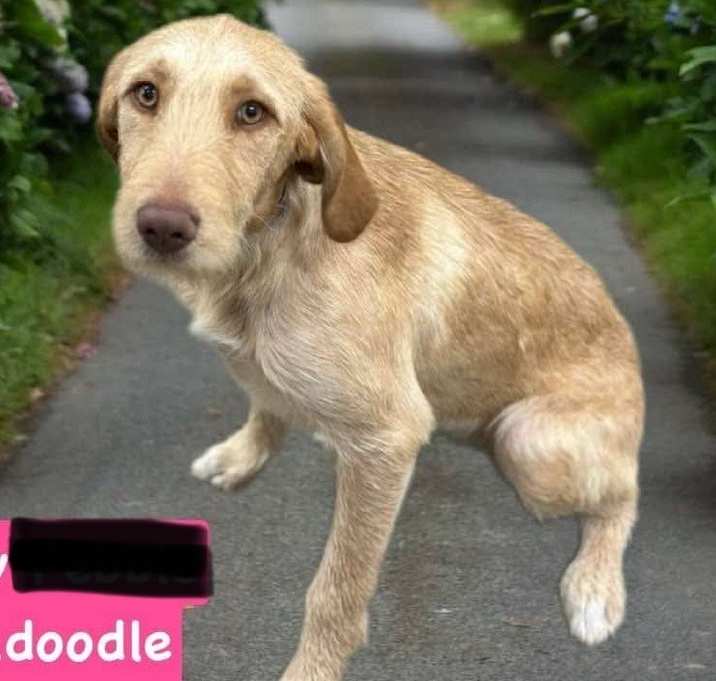 Photo of Labradoodle Yellow Lila