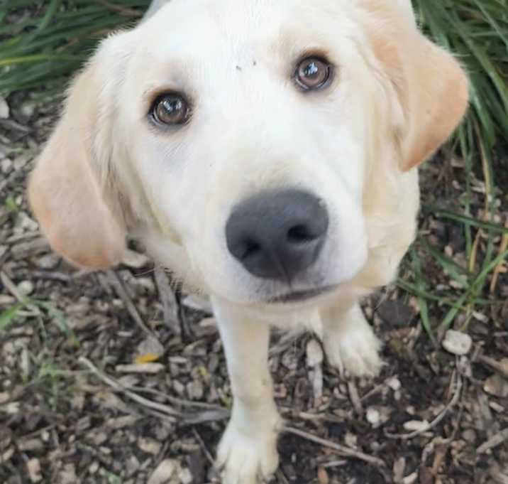 Photo of Labradoodle Yellow Liam