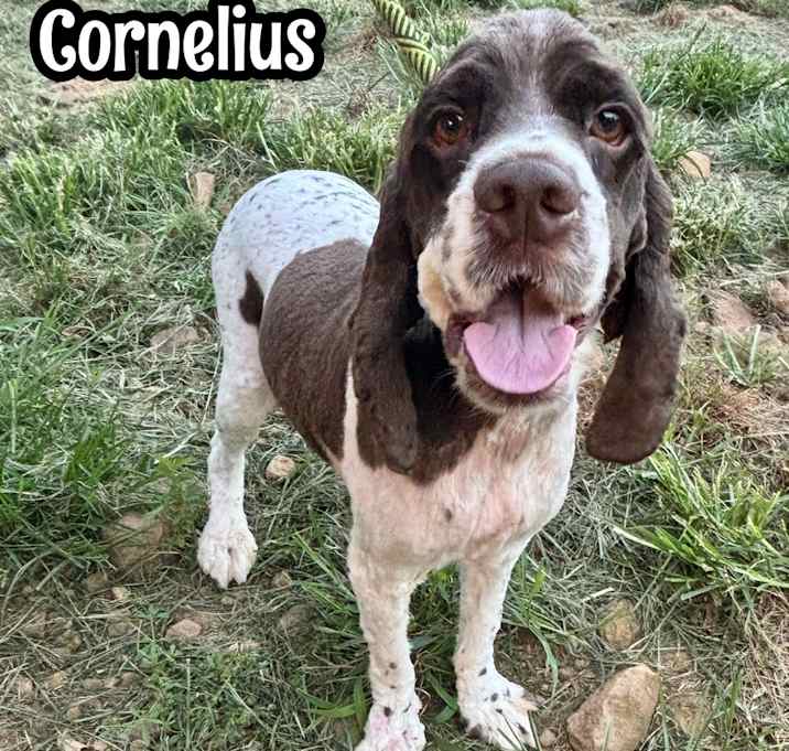 Photo of Cornelius