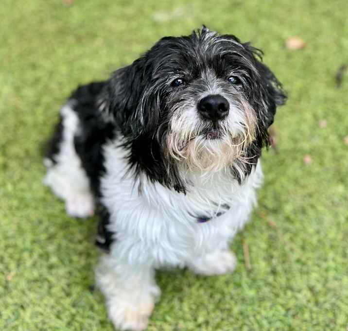 Photo of August (Auggie)