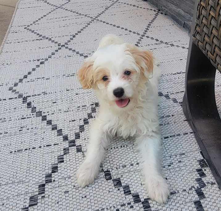 Photo of Chestnut