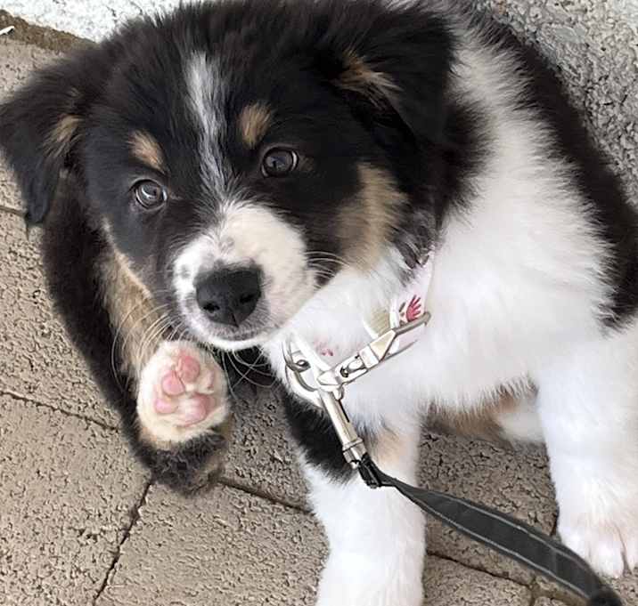 Photo of Luna