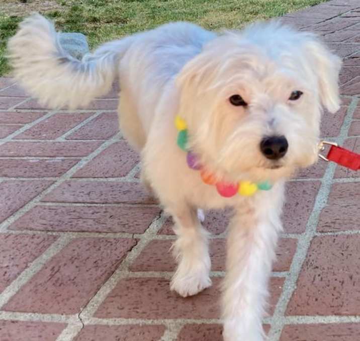 Photo of Pixie