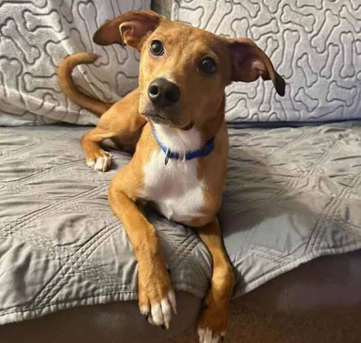 Photo of Cooper