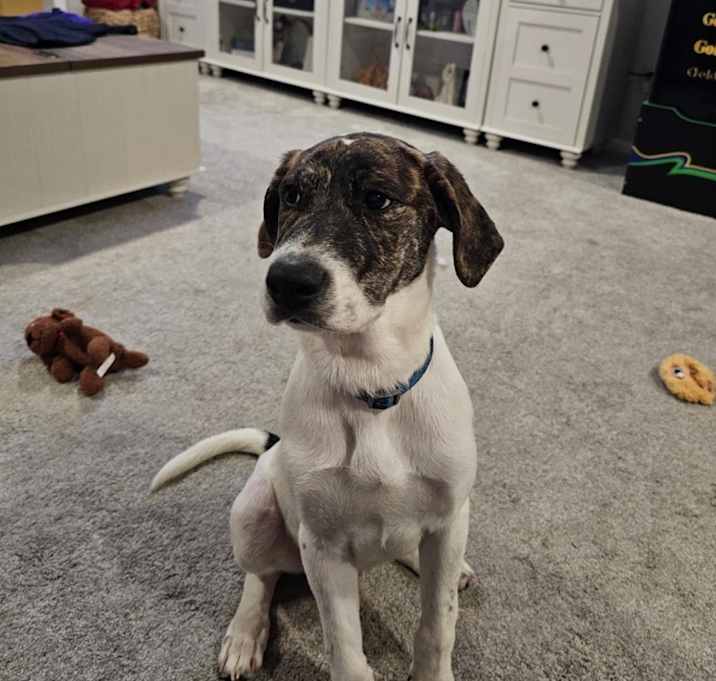 Photo of Buck