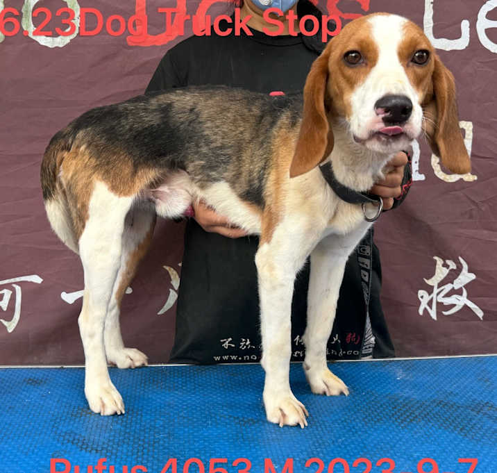 Photo of Rufus 4053