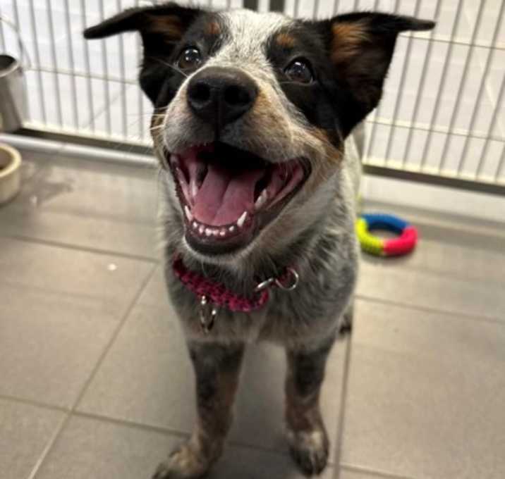 Photo of Piper