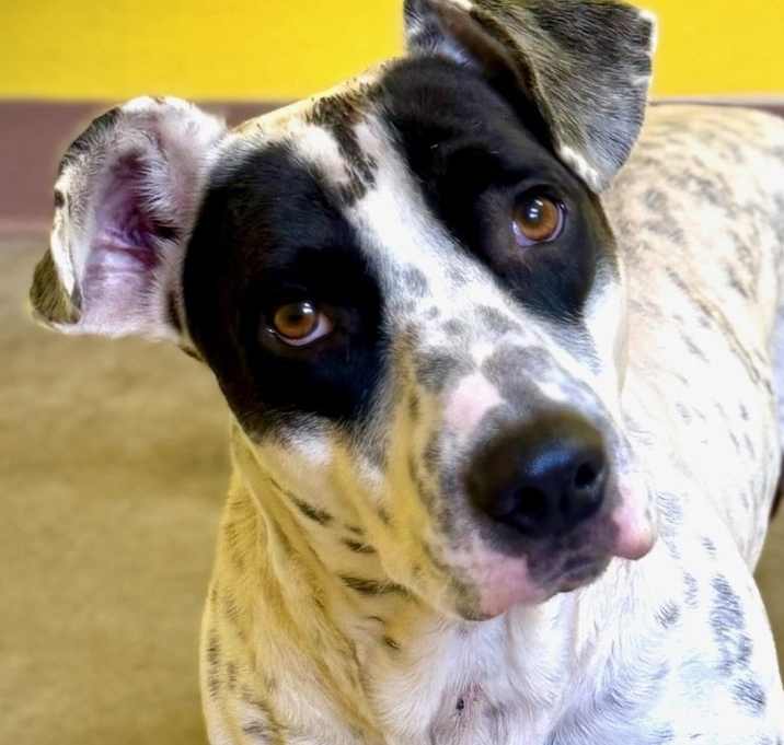 Photo of T-Bone