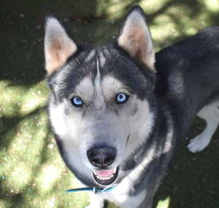 Photo of Balto