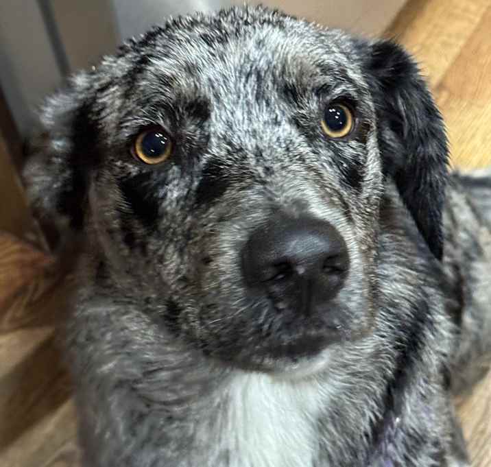 Photo of Blue