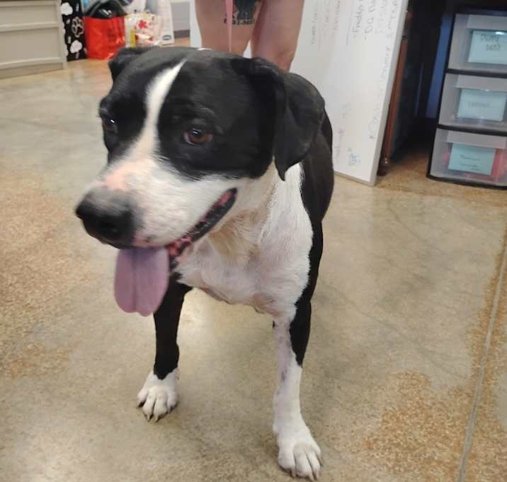Photo of Sweetie Pie