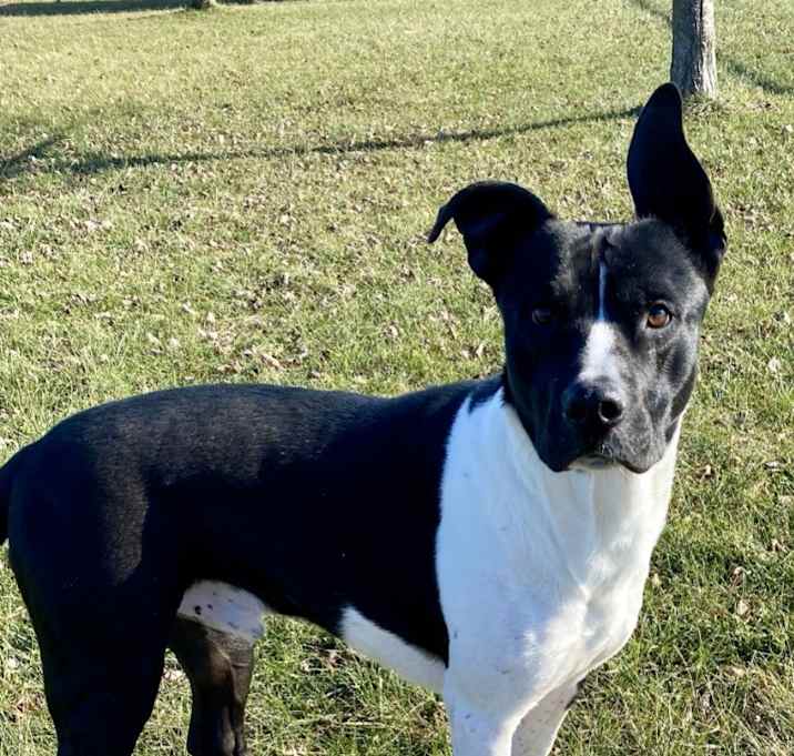 Photo of Buddy