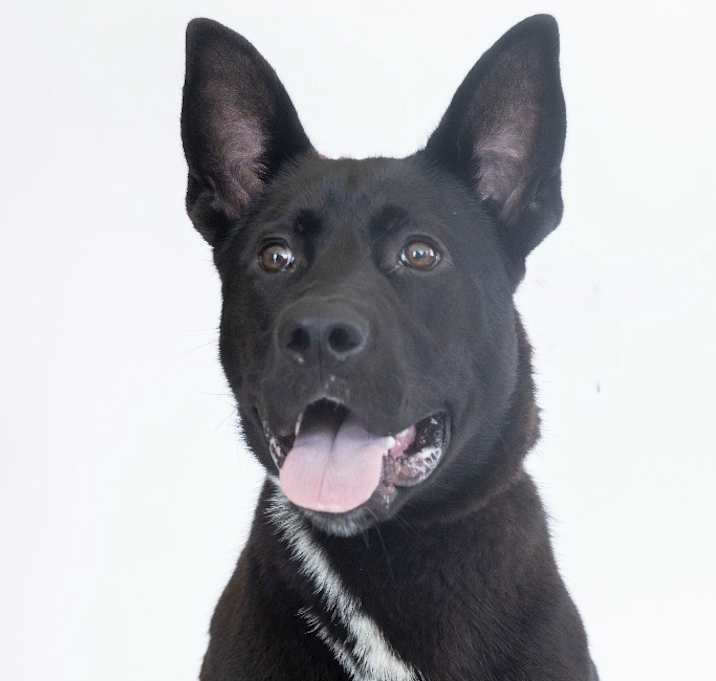Photo of Suzuki