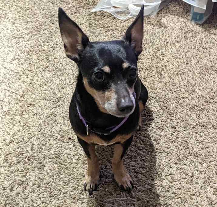 Photo of Layla
