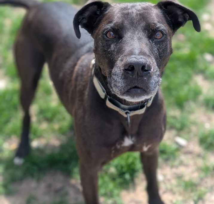 Photo of Moose