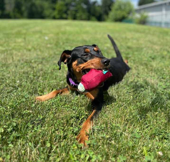 Photo of Lily