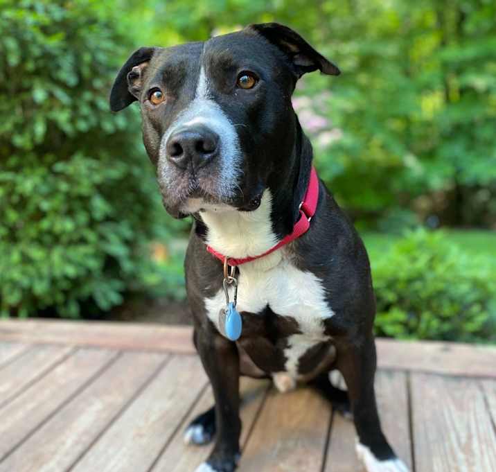 Photo of Nova