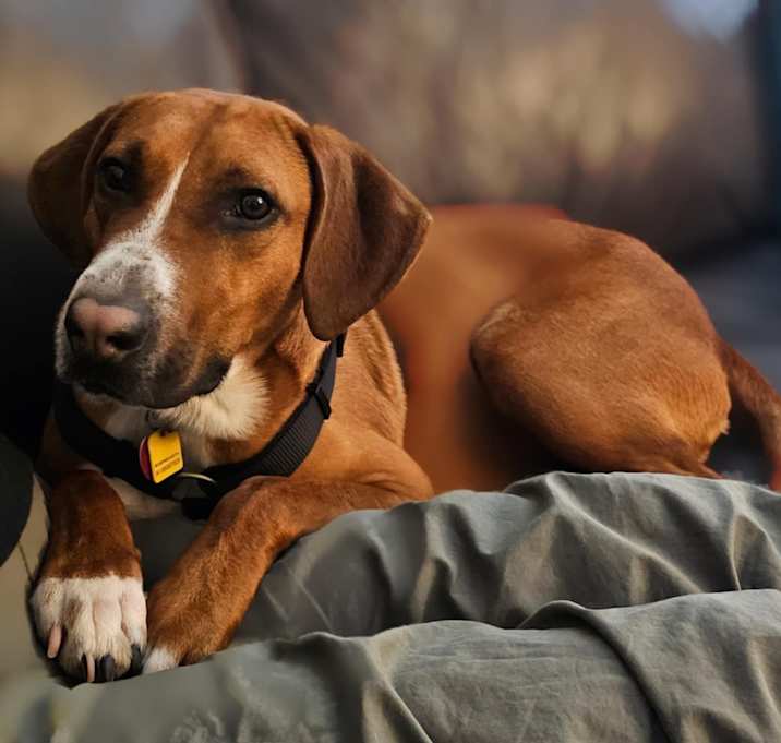 Photo of Dexter