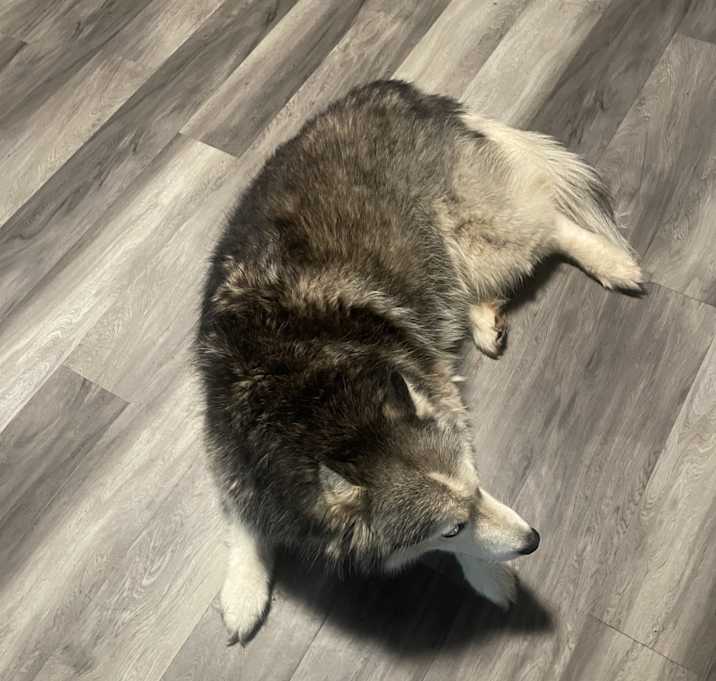Photo of Bella