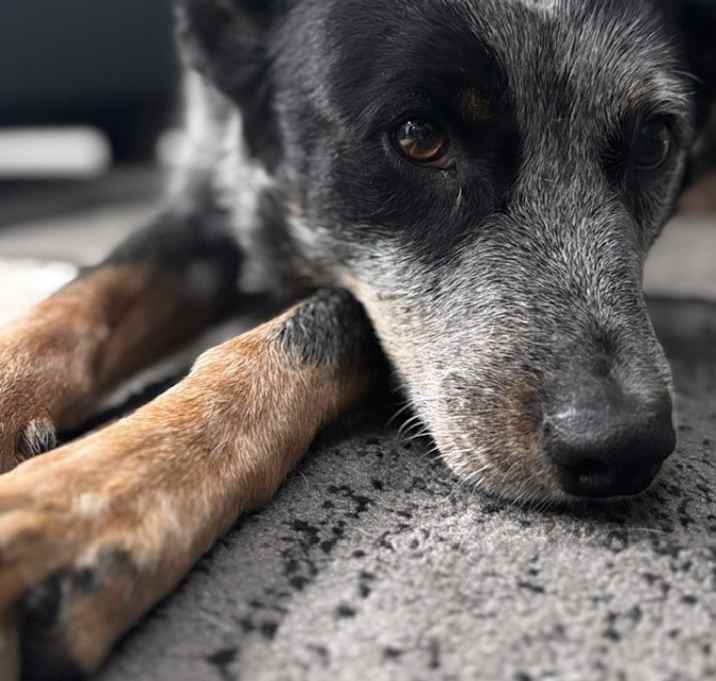 Photo of Blu
