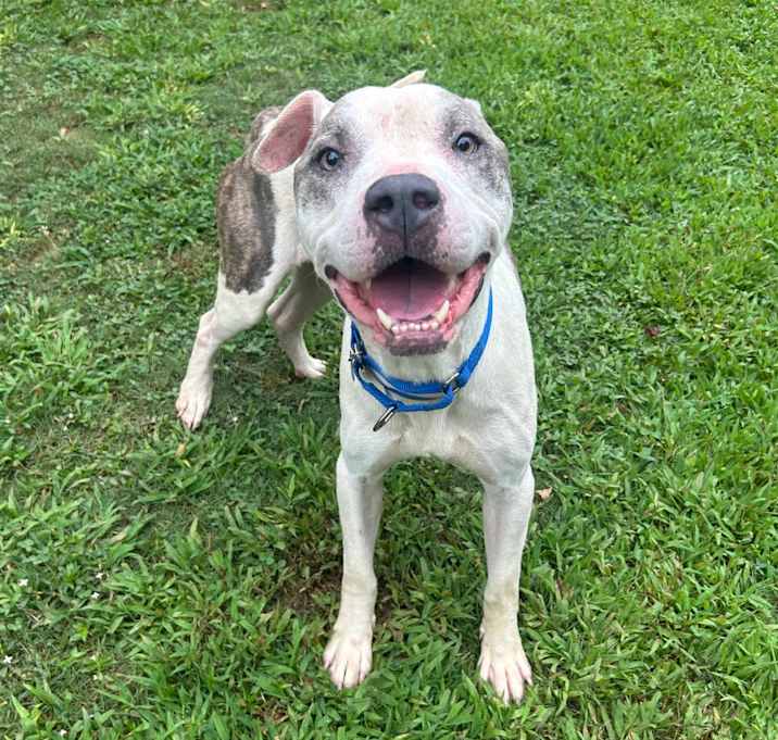 Photo of Otis