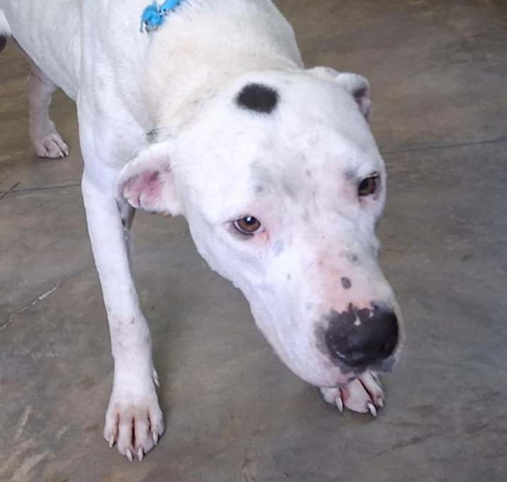 Photo of 250623K144 - Tyson