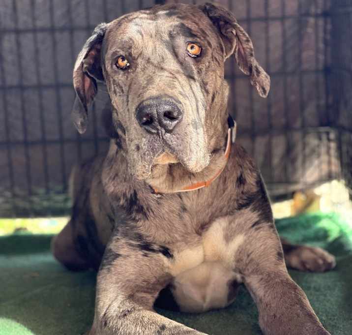Photo of Dexter