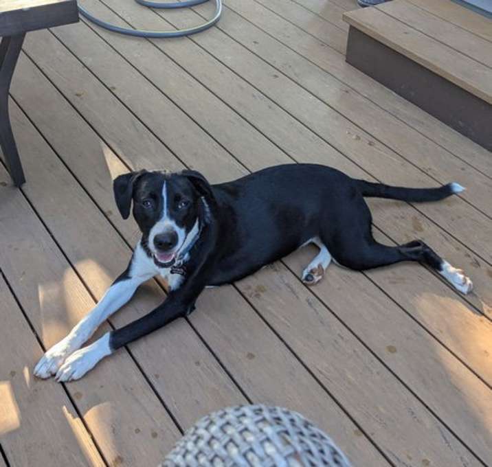 Photo of Lacey