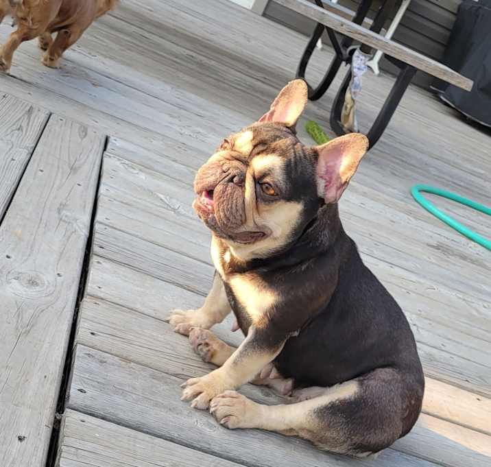 Photo of Bella