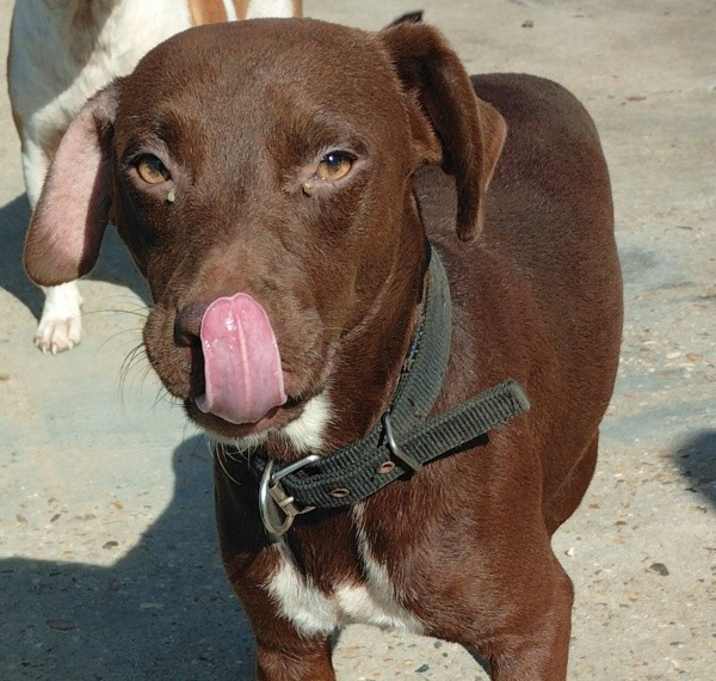 Photo of Hersey