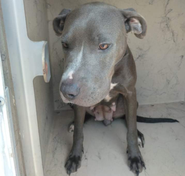 Photo of Moon Pie