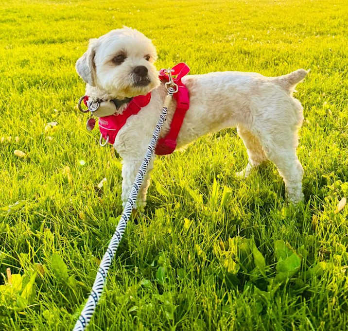 Photo of Hong