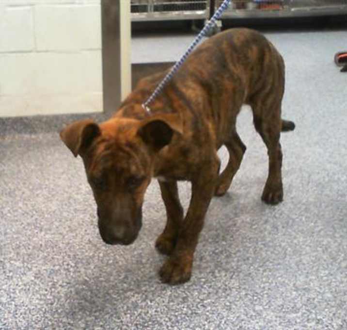 Photo of TIGGER