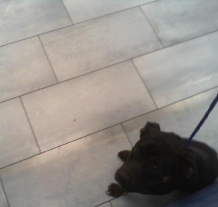 Photo of ROSIE